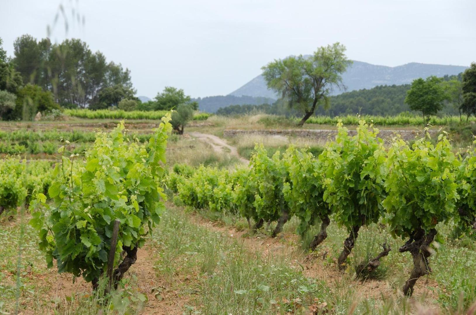 La Maison De Campagne Carcès 외부 사진